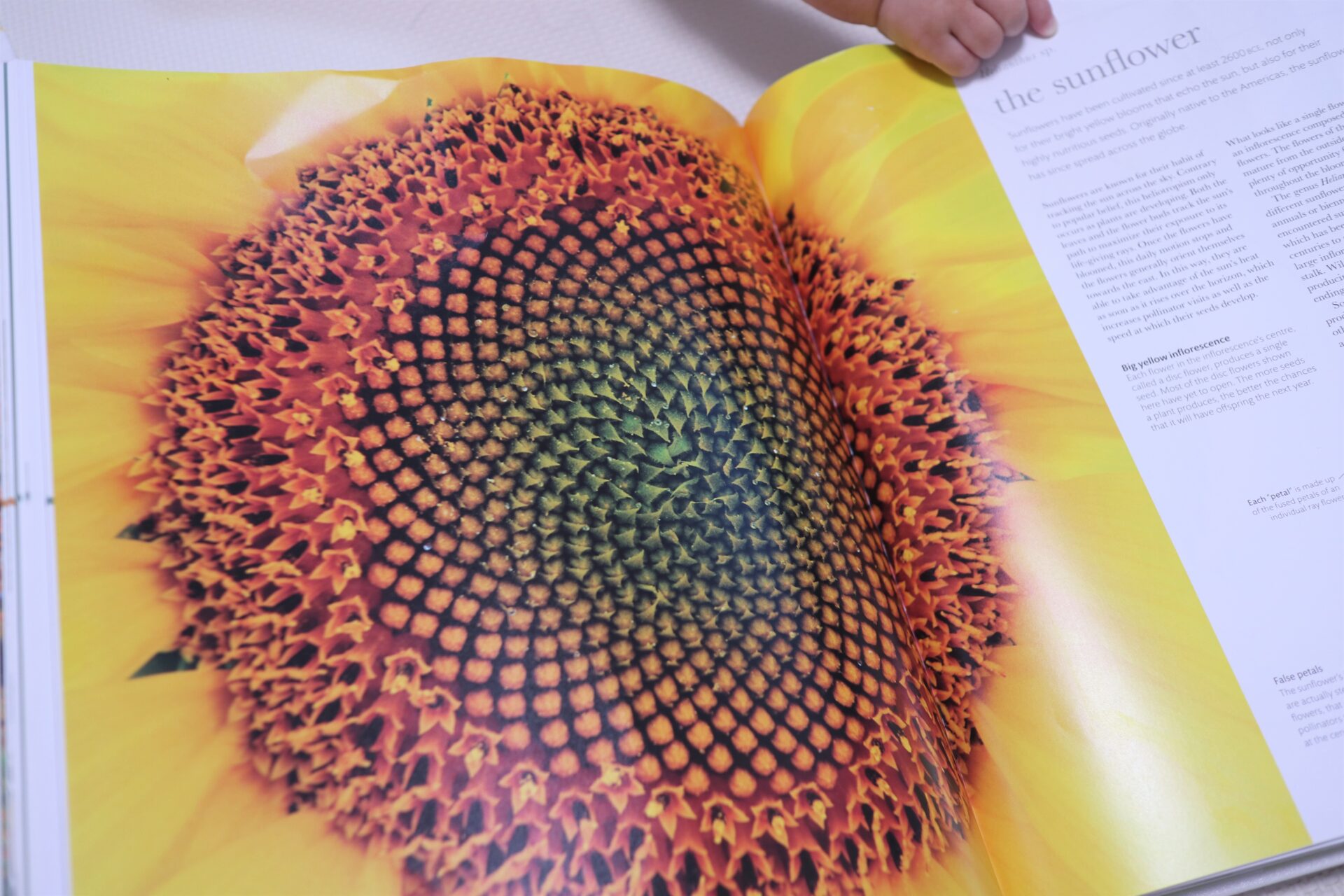 圧倒的なビジュアルで大人も子どもも楽しめる 『FLORA 図鑑 植物の世界 